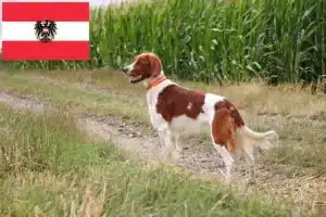 Read more about the article Irish Red and White Setter Züchter und Welpen in Österreich