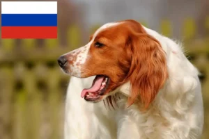 Read more about the article Irish Red and White Setter Züchter und Welpen in Russland