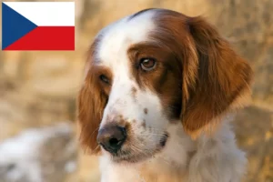 Read more about the article Irish Red and White Setter Züchter und Welpen in Tschechien