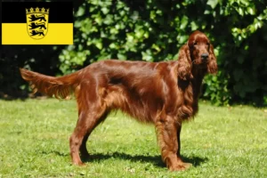 Read more about the article Irish Red Setter Züchter und Welpen in Baden-Württemberg