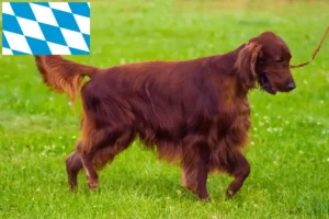 Read more about the article Irish Red Setter Züchter und Welpen in Bayern