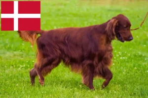 Read more about the article Irish Red Setter Züchter und Welpen in Dänemark