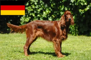 Read more about the article Irish Red Setter Züchter und Welpen in Deutschland