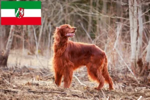 Read more about the article Irish Red Setter Züchter und Welpen in Nordrhein-Westfalen