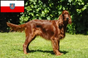 Read more about the article Irish Red Setter Züchter und Welpen in Thüringen