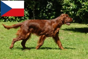 Read more about the article Irish Red Setter Züchter und Welpen in Tschechien