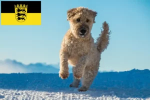 Read more about the article Irish Soft Coated Wheaten Terrier Züchter und Welpen in Baden-Württemberg