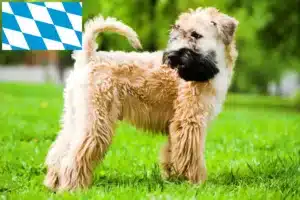 Read more about the article Irish Soft Coated Wheaten Terrier Züchter und Welpen in Bayern