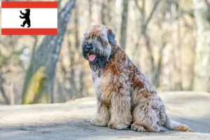 Read more about the article Irish Soft Coated Wheaten Terrier Züchter und Welpen in Berlin