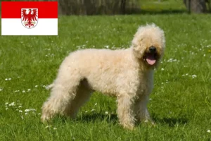 Read more about the article Irish Soft Coated Wheaten Terrier Züchter und Welpen in Brandenburg