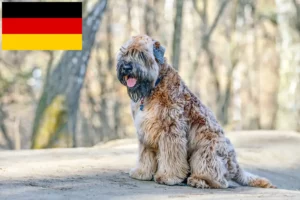 Read more about the article Irish Soft Coated Wheaten Terrier Züchter und Welpen in Deutschland