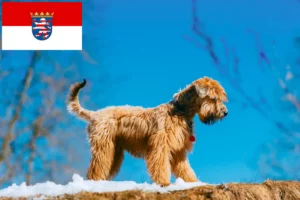 Read more about the article Irish Soft Coated Wheaten Terrier Züchter und Welpen in Hessen