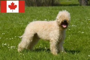 Read more about the article Irish Soft Coated Wheaten Terrier Züchter und Welpen in Kanada