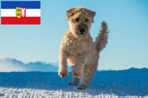 Read more about the article Irish Soft Coated Wheaten Terrier Züchter und Welpen in Schleswig-Holstein