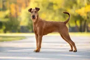 Read more about the article Irish Terrier Züchter