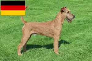 Read more about the article Irish Terrier Züchter und Welpen in Deutschland