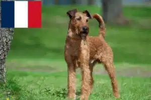 Read more about the article Irish Terrier Züchter und Welpen in Frankreich