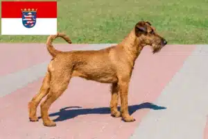 Read more about the article Irish Terrier Züchter und Welpen in Hessen