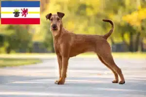 Read more about the article Irish Terrier Züchter und Welpen in Mecklenburg-Vorpommern