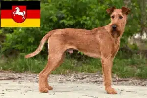 Read more about the article Irish Terrier Züchter und Welpen in Niedersachsen