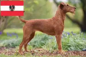 Mehr über den Artikel erfahren Irish Terrier Züchter und Welpen in Österreich
