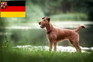 Mehr über den Artikel erfahren Irish Terrier Züchter und Welpen in Rheinland-Pfalz