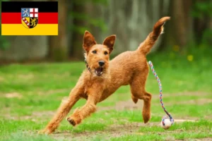 Read more about the article Irish Terrier Züchter und Welpen im Saarland