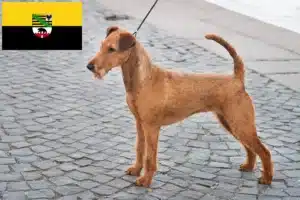 Read more about the article Irish Terrier Züchter und Welpen in Sachsen-Anhalt