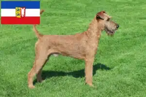 Read more about the article Irish Terrier Züchter und Welpen in Schleswig-Holstein