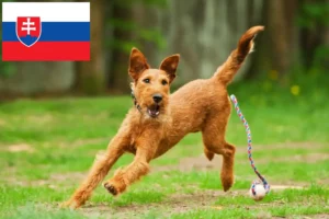 Read more about the article Irish Terrier Züchter und Welpen in der Slowakei