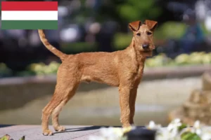 Read more about the article Irish Terrier Züchter und Welpen in Ungarn