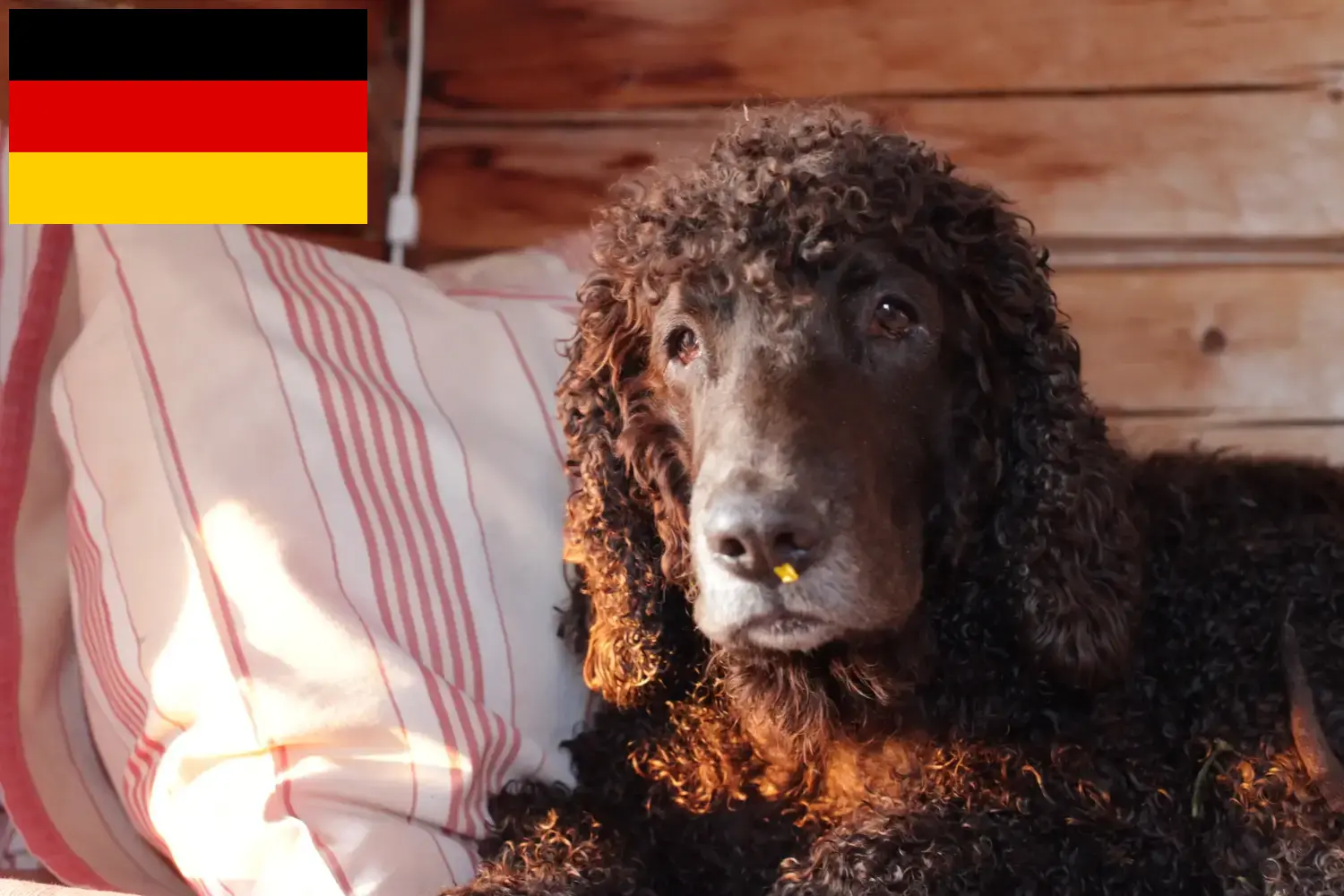 Irish Water Spaniel Welpen und Züchter Deutschland Hier findest Du Irish Water Spaniels Züchter in Deutschland.