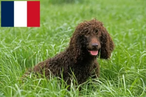 Read more about the article Irish Water Spaniel Züchter und Welpen in Frankreich