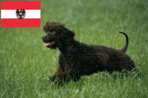 Read more about the article Irish Water Spaniel Züchter und Welpen in Österreich