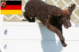 Read more about the article Irish Water Spaniel Züchter und Welpen in Rheinland-Pfalz