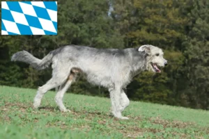 Read more about the article Irish Wolfhound Züchter und Welpen in Bayern