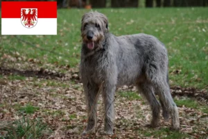 Read more about the article Irish Wolfhound Züchter und Welpen in Brandenburg