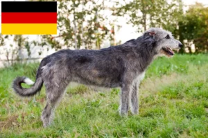 Read more about the article Irish Wolfhound Züchter und Welpen in Deutschland