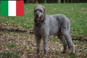 Read more about the article Irish Wolfhound Züchter und Welpen in Italien