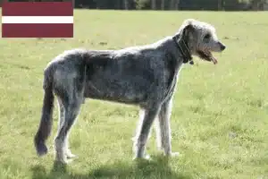 Read more about the article Irish Wolfhound Züchter und Welpen in Lettland