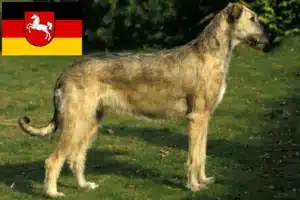 Read more about the article Irish Wolfhound Züchter und Welpen in Niedersachsen