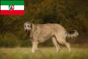 Read more about the article Irish Wolfhound Züchter und Welpen in Nordrhein-Westfalen