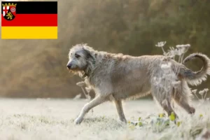 Mehr über den Artikel erfahren Irish Wolfhound Züchter und Welpen in Rheinland-Pfalz