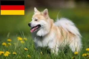 Read more about the article Islandhund Züchter und Welpen in Deutschland