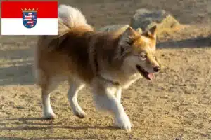 Mehr über den Artikel erfahren Islandhund Züchter und Welpen in Hessen