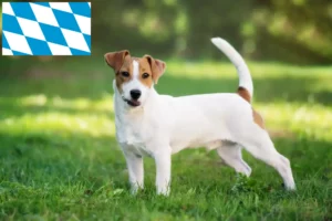 Read more about the article Jack Russell Züchter und Welpen in Bayern