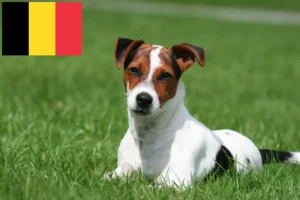 Read more about the article Jack Russell Züchter und Welpen in Belgien