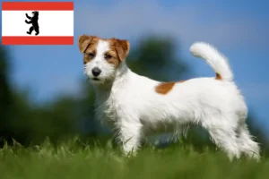 Read more about the article Jack Russell Züchter und Welpen in Berlin