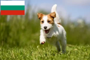 Read more about the article Jack Russell Züchter und Welpen in Bulgarien