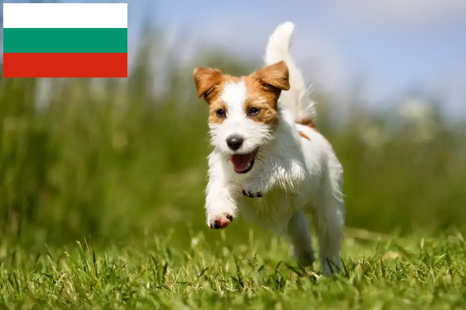 Jack Russell Welpen und Züchter Bulgarien Hier findest Du Jack Russell Züchter in Bulgarien.